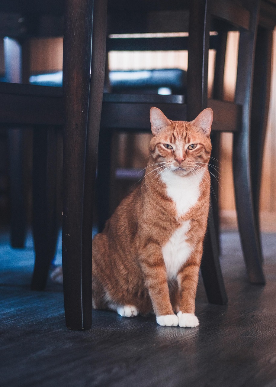 cat, feline, whiskers, pet, nature, chair, home, orange male cat, male cat, animal